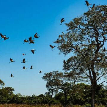 Comissão do Senado aprova projeto que cria Estatuto do Pantanal