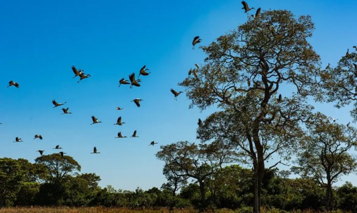 Comissão do Senado aprova projeto que cria Estatuto do Pantanal