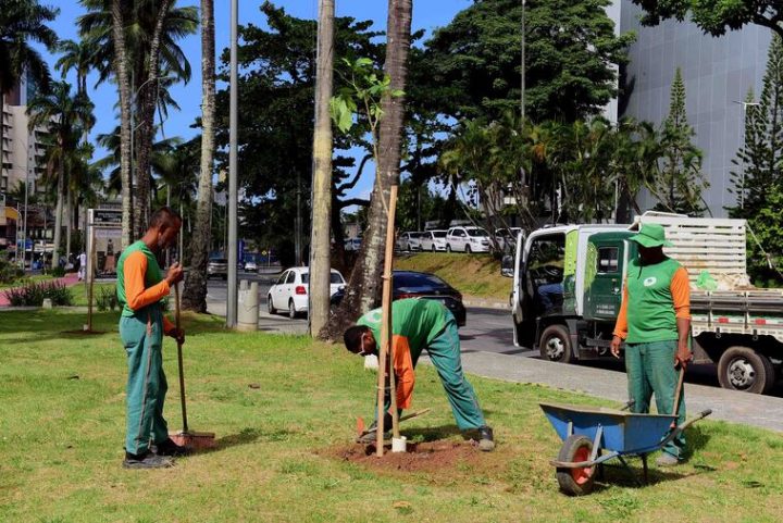Fruto da parceria entre moradores e Prefeitura de Salvador, novas mudas de árvores são plantadas na Barra