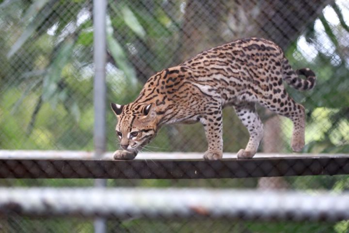 Cetas resgatou mais de 3 mil animais silvestres na Bahia no primeiro semestre de 2024