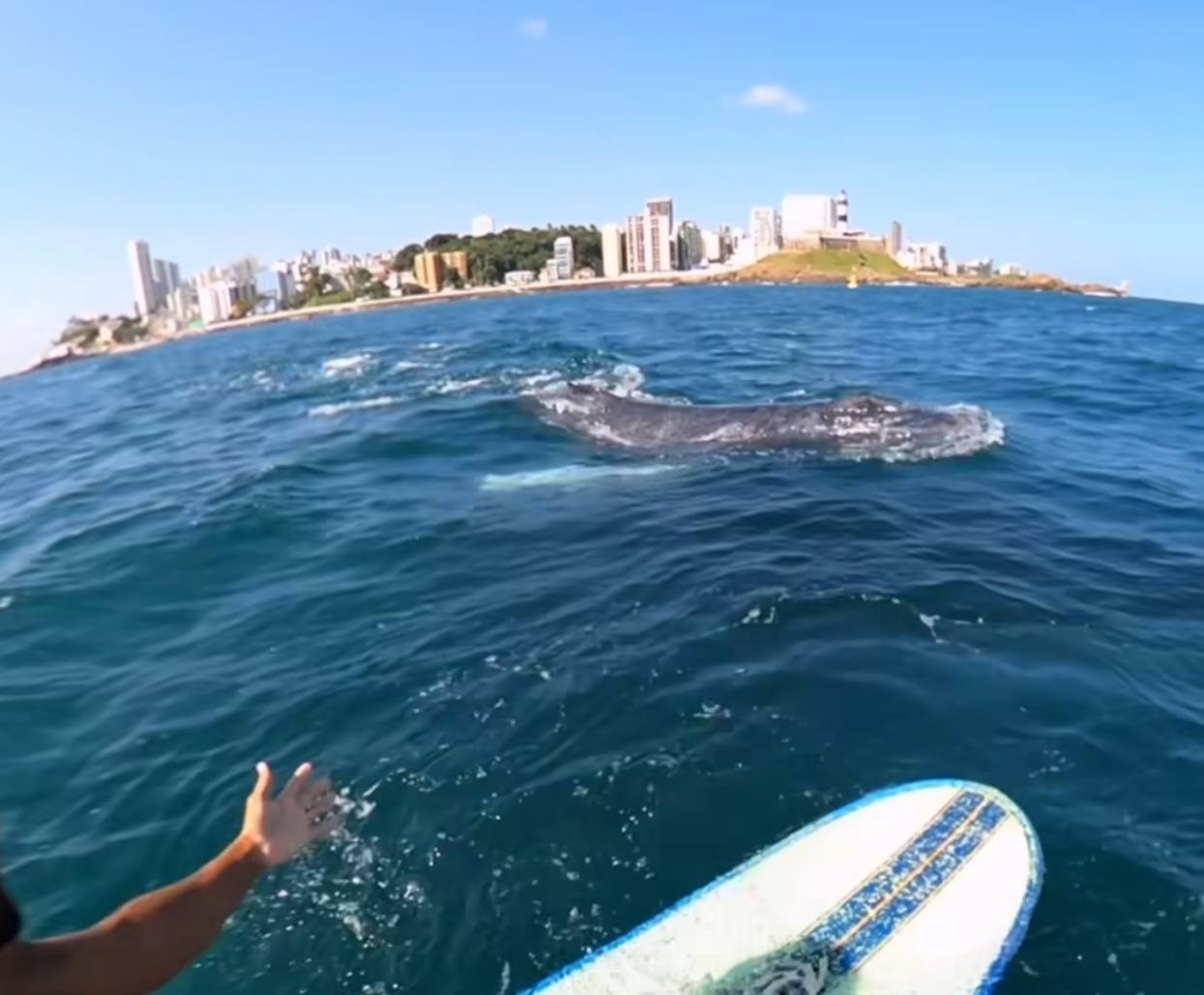 Surfista soteropolitano filma encontro com baleias na Baía de Todos-os Santos: ‘Coisa linda’