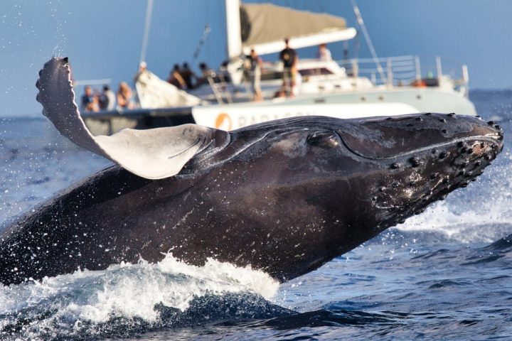 Passeio em Salvador oferece avistamento de baleias em seu habitat natural