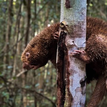 Animais recuperados e sob ameaça de extinção são soltos em reserva na Bahia