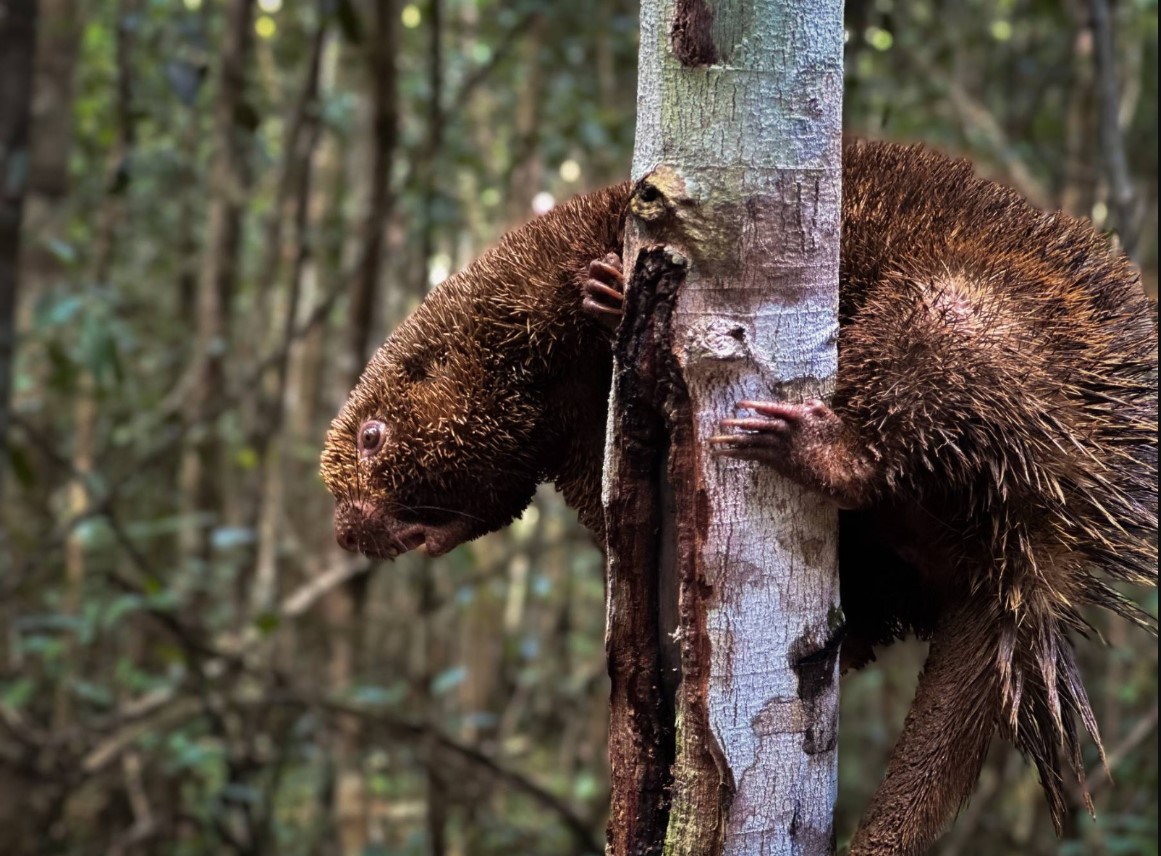 Animais recuperados e sob ameaça de extinção são soltos em reserva na Bahia