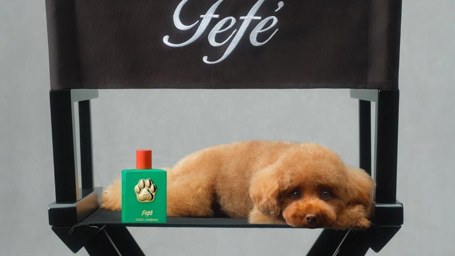 ‘Fefé’: Dolce & Gabbana lança perfume exclusivo para cães; produto custa em torno de R$ 600