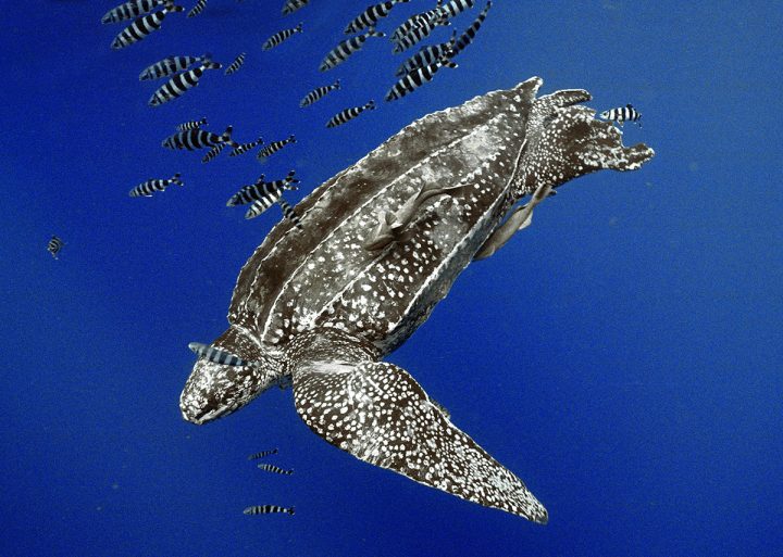 Fotógrafo registra passagem de tartaruga gigante pelo litoral paulista