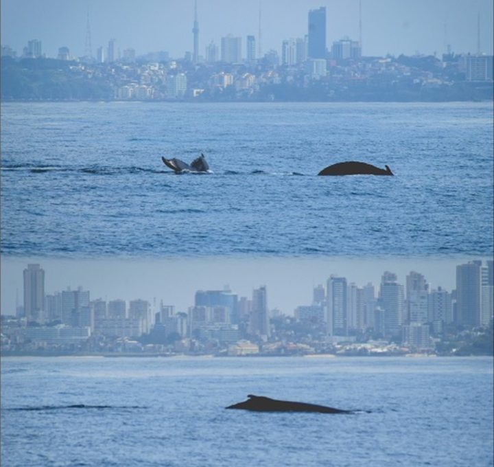 Festival das Baleias promove cultura oceânica e conscientização sobre a poluição em Salvador