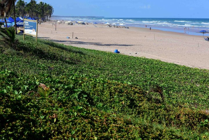 Plantio de restinga cultivada em viveiro recupera verde da orla de Salvador