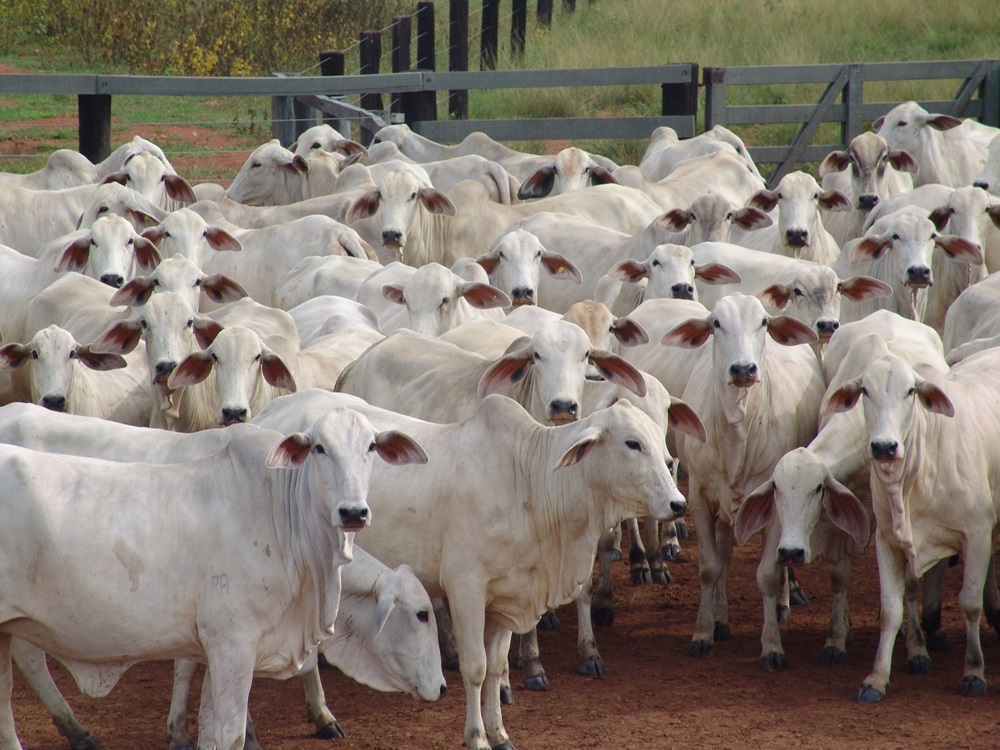 Bahia tem o segundo maior aumento absoluto de bovinos do país