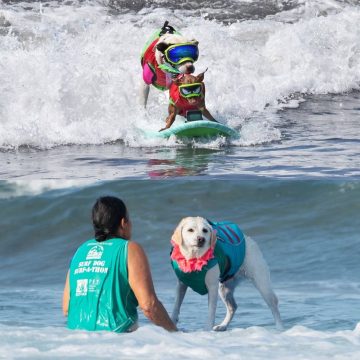 Show de fofura! Cachorros mostram Habilidades no prancha em competição de surfe na Califórnia