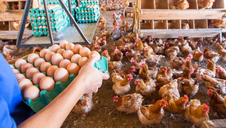 Produção de ovos é a maior já registrada na Bahia mesmo com diminuição de galináceos, aponta IBGE