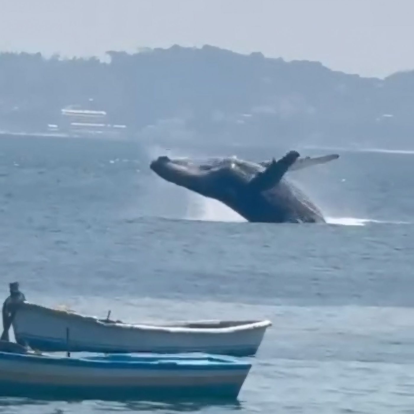 Baleia jubarte emociona banhistas no Porto da Barra; veja vídeo