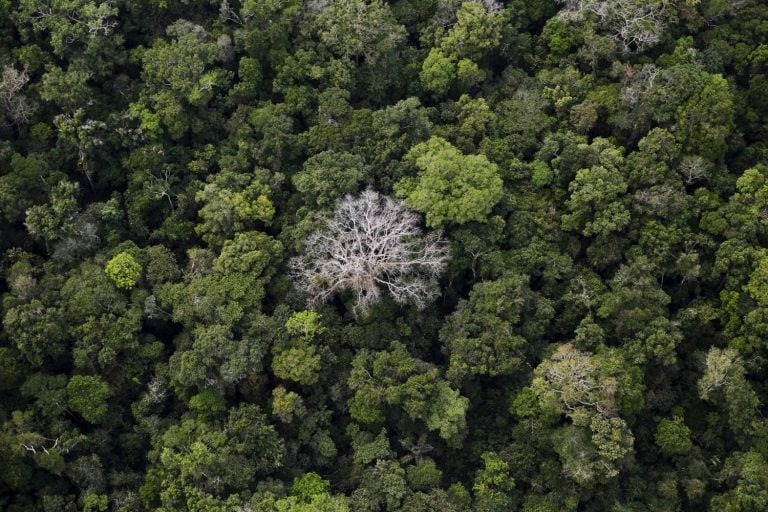 Empresas comprarão quase R$ 1 bi em créditos de carbono da floresta amazônica