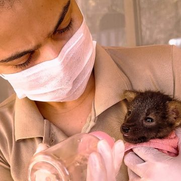 Filhote de lobo-guará é resgatado em incêndio florestal na Bahia