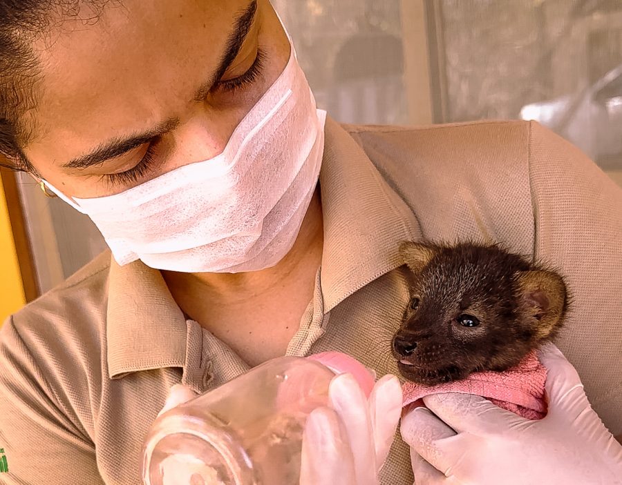 Filhote de lobo-guará é resgatado em incêndio florestal na Bahia