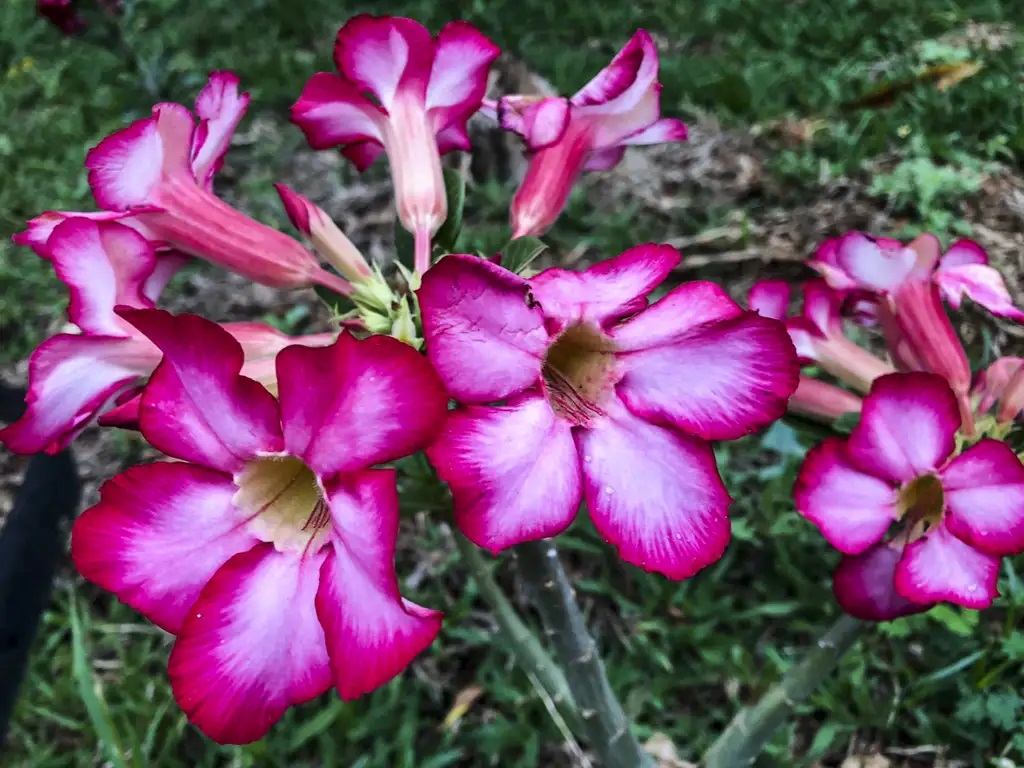 Primavera começa no Brasil; confira previsão do tempo