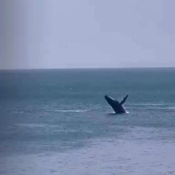 Mãe e filhote de jubarte chamam atenção de banhistas no Porto da Barra; veja vídeo