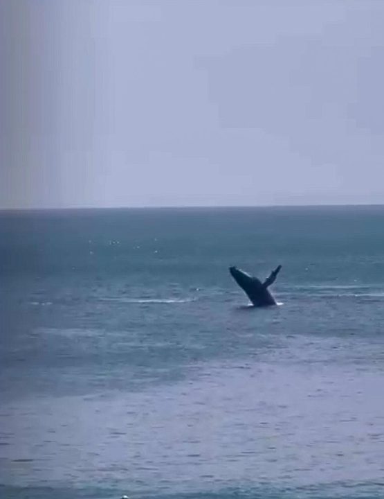 Mãe e filhote de jubarte chamam atenção de banhistas no Porto da Barra; veja vídeo