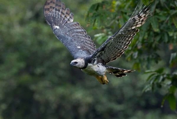 Ave rara é flagrada por morador de cidade baiana; conheça espécie