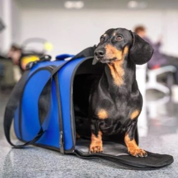 Governo lança plano inédito para transporte aéreo de animais no Brasil