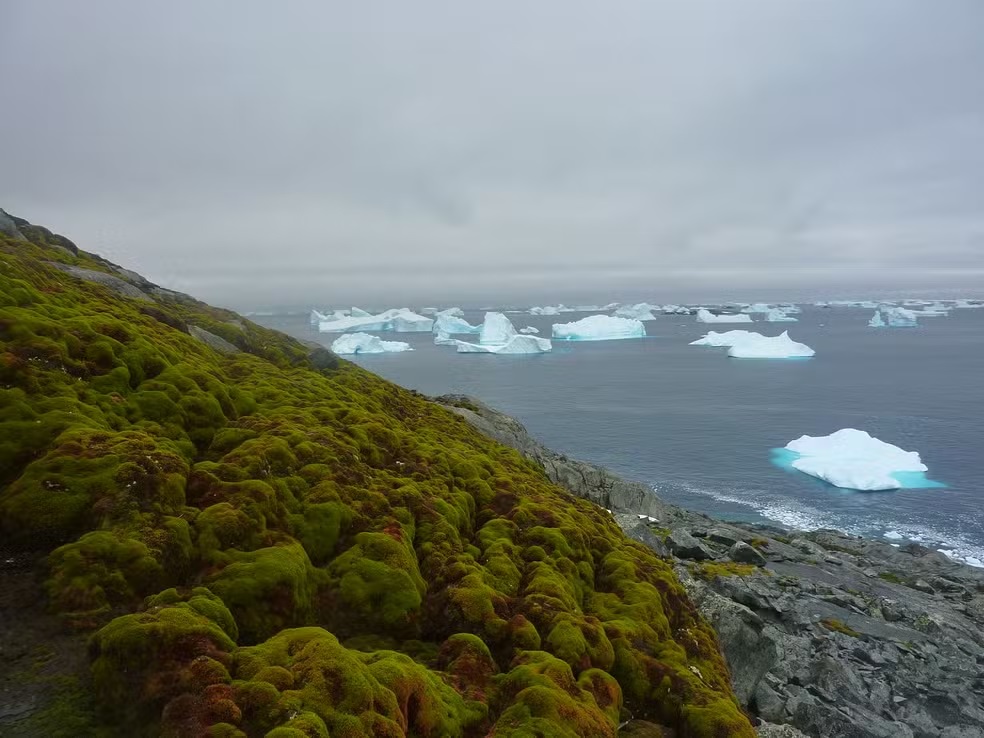 Cadê o gelo? Antártica fica mais ‘verde’ em ritmo acelerado; veja fotos