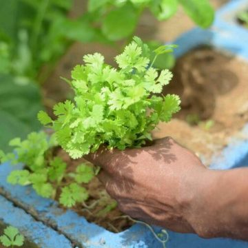 Nova edição do projeto Horta em Casa abre inscrições a partir deste sábado (12); saiba como participar