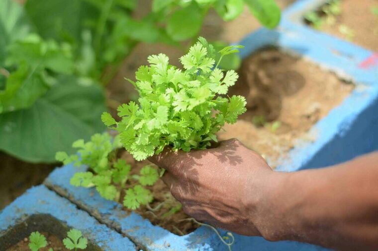 Nova edição do projeto Horta em Casa abre inscrições a partir deste sábado (12); saiba como participar