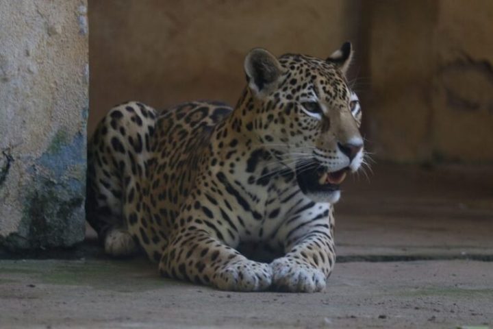 Zoológico de Salvador reabre Felinário em programação especial pelo Dia das Crianças