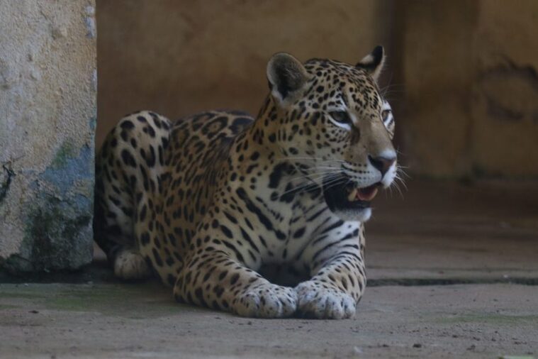 Zoológico de Salvador reabre Felinário em programação especial pelo Dia das Crianças