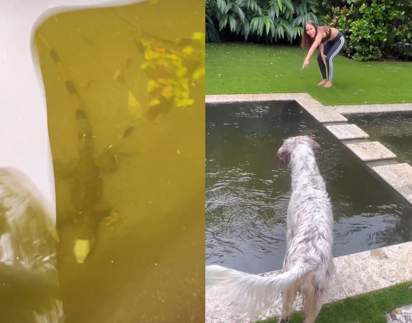 Anitta encontra iguana em piscina na casa em Miami