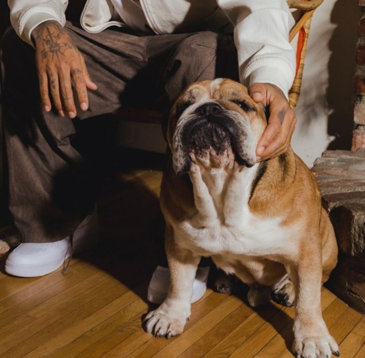 ‘Pai de pet’: Lewis Hamilton celebra aniversário de 12 anos de Roscoe, seu buldogue de estimação