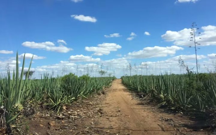 Bahia é o estado com maior população rural do Brasil
