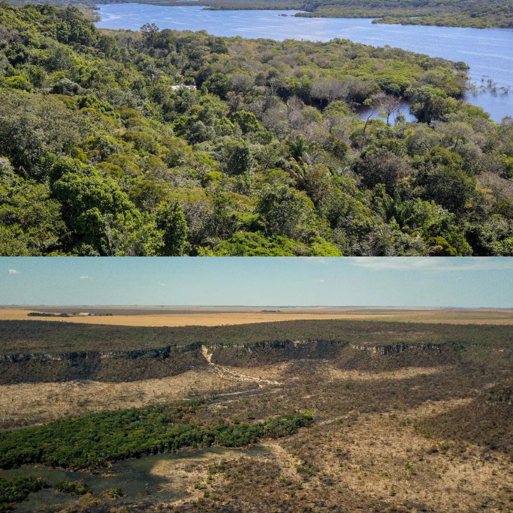 Taxa de desmatamento na Amazônia e no Cerrado depenca em relação aos últimos cinco anos