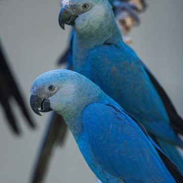 Zoo de São Paulo abre espaço inspirado na Caatinga Baiana para abrigar ararinhas-azuis