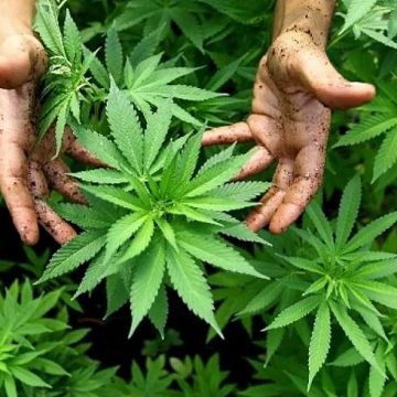 Brasil registra número recorde de pacientes que se tratam com cannabis