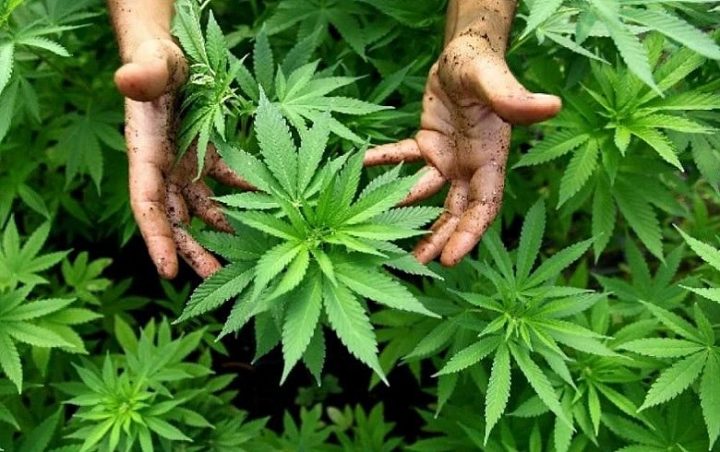 Brasil registra número recorde de pacientes que se tratam com cannabis