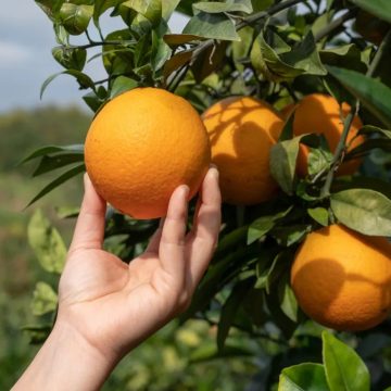 Cidade baiana gera mais de R$ 150 milhões por ano com a produção de laranja