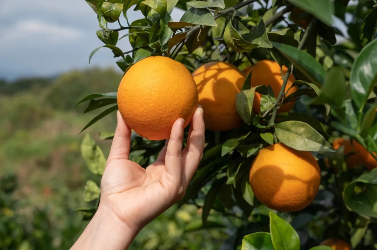 Cidade baiana gera mais de R$ 150 milhões por ano com a produção de laranja