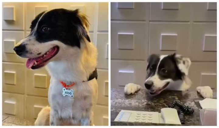 Hotel em Recife ‘contrata’ cachorro como anfitrião para hóspedes e viraliza; veja vídeo
