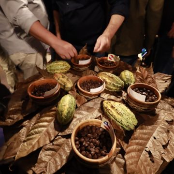 Cacau produzido na Bahia é eleito o Melhor Cacau do Brasil em premiação nacional