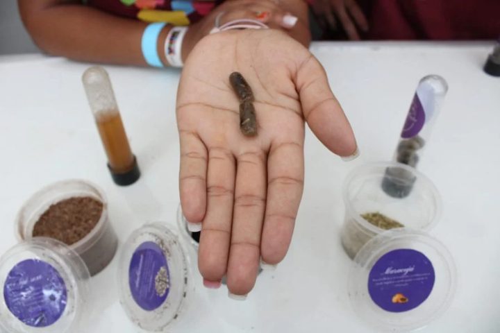 Estudantes da Bahia desenvolvem goma comestível para auxiliar no tratamento de inflamações intestinais