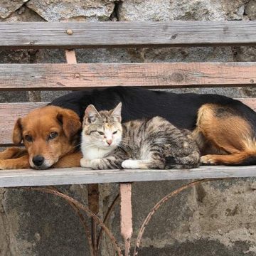 Brasil terá banco de dados especial para animais de estimação; saiba como vai funcionar