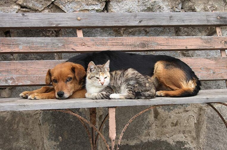 Brasil terá banco de dados especial para animais de estimação; saiba como vai funcionar