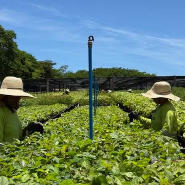 Apple compra terras na Bahia e investe US$ 400 Milhões em projeto de reflorestamento