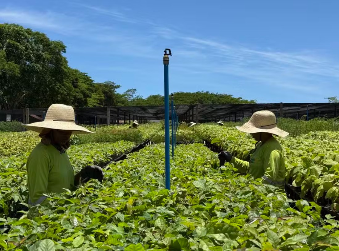 Apple compra terras na Bahia e investe US$ 400 Milhões em projeto de reflorestamento