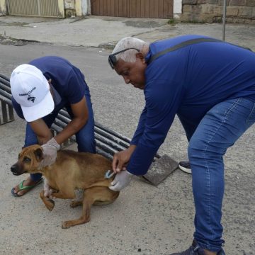 Salvador Intensifica campanha de vacinação antirrábica para cães e gatos; saiba detalhes