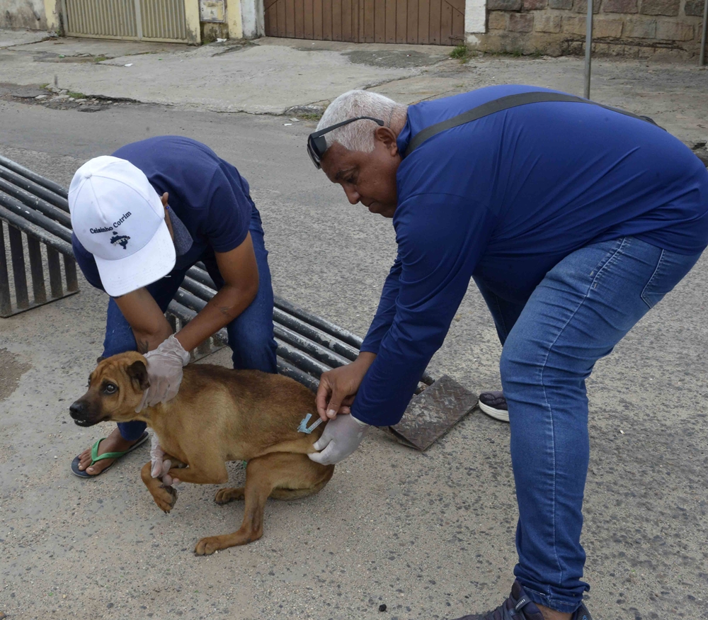 Salvador Intensifica campanha de vacinação antirrábica para cães e gatos; saiba detalhes