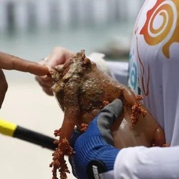 Coral invasor está fazendo peixes sumirem da Baía-de-Todos-os-Santos