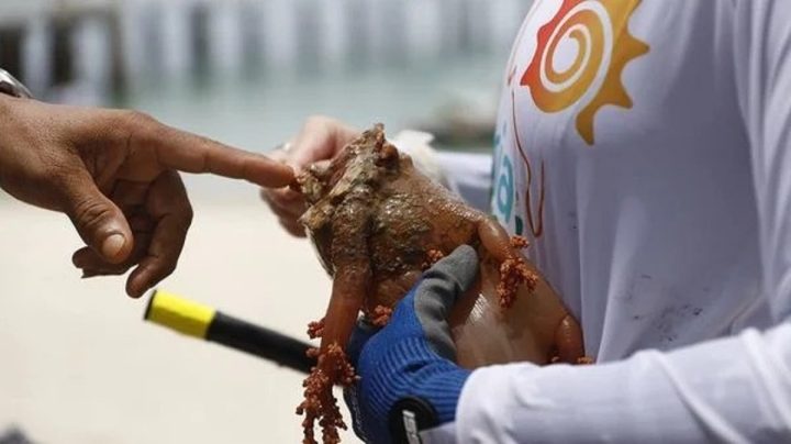 Coral invasor está fazendo peixes sumirem da Baía-de-Todos-os-Santos