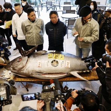 Atum Azul é arrematado por R$ 8 milhões em leilão no Japão